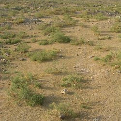 Harran, Southern plain