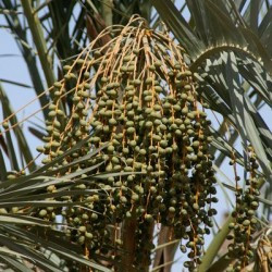 Dates