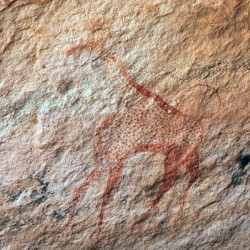 Wadi Imla, Giraffe