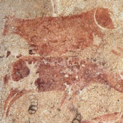 Wadi Imla, Cattle