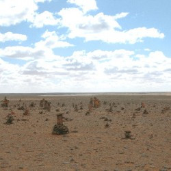 Petrified forest