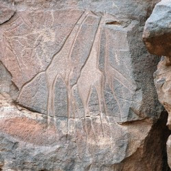 Wadi Mathendous, Giraffes