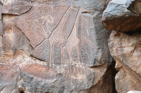 Wadi Mathendous, Giraffes