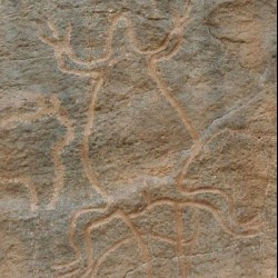 Wadi Mathendous, Lizard?