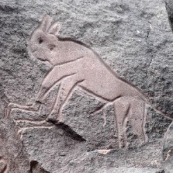 Wadi Mathendous, Fennec fox