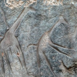 Wadi Mathendous, Giraffes