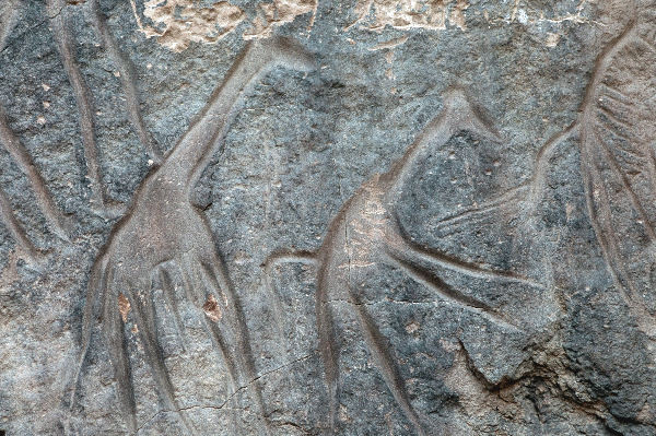 Wadi Mathendous, Giraffes