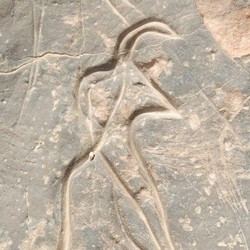 A strange addax, or a man with a mask?