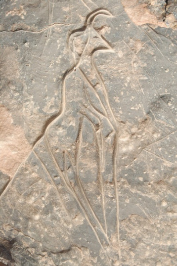 Addax or man