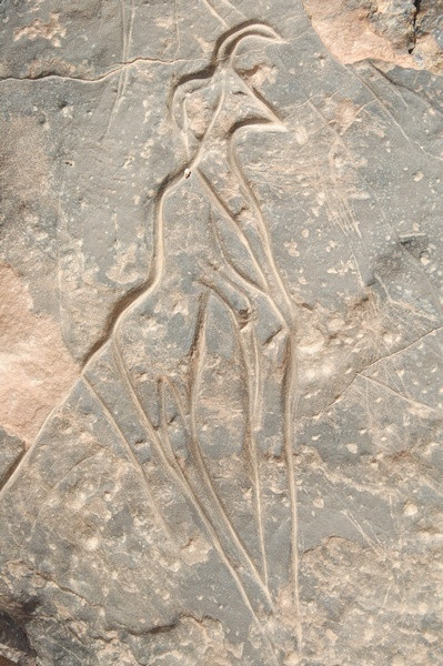 A strange addax, or a man with a mask?