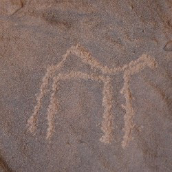 Haddat, Dromedary