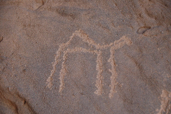 Haddat, Dromedary