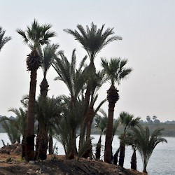 Karnak, Palm trees and the river Nile