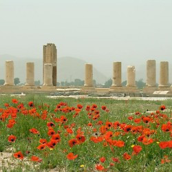 Pasargadae, Palace P with poppies