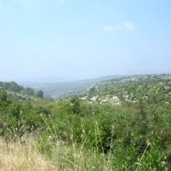 Rough Cilicia