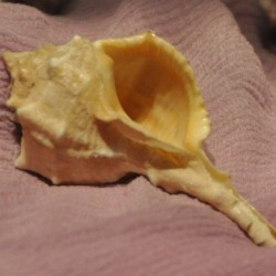 A murex shell