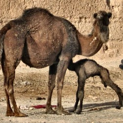 A dromedary and its child, two hours old.