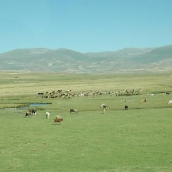 A fertile mountain plain between Savsat and Ardahan