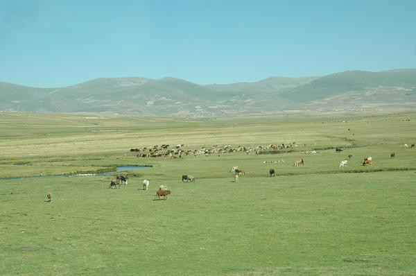 A fertile mountain plain between Savsat and Ardahan