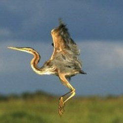 Purple heron