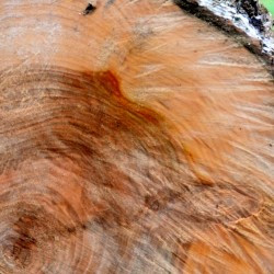 Tree rings from the Viking settlement at Haithabu