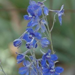 Delphinium Parishii